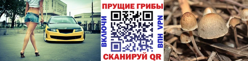 Купить  Ханты-Мансийск  Псилоцибиновые грибы прущие грибы 